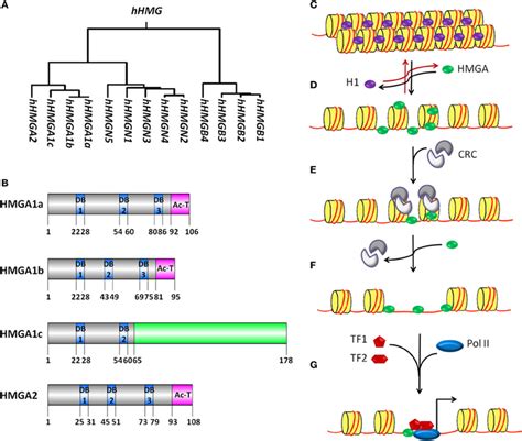 Frontiers Hmga Proteins As Modulators Of Chromatin Structure During