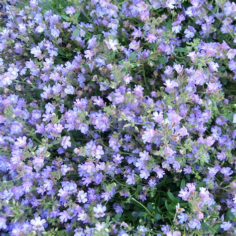 Chaenorhinum Origanifolium Blue Dreams In Cm Plant Plugs