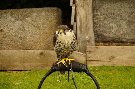 Falcon Falconry Bird - Free photo on Pixabay - Pixabay