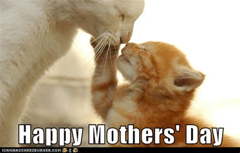 Have A Great Mothers Day Lolcats Lol Cat Memes Funny Cats