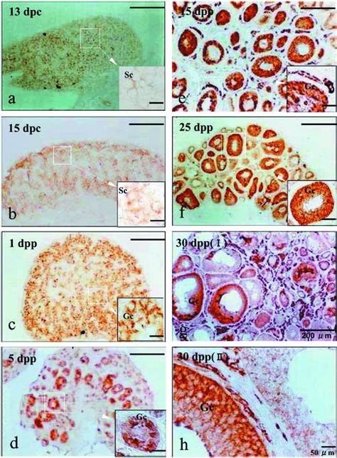 Immunolocalization Of The Inhibin Activin Subunits In The Mouse Ovary