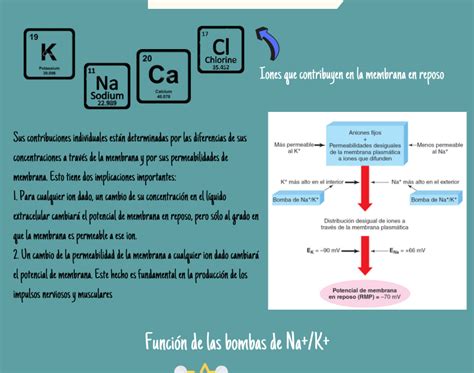 Potencial De Membrana En Reposo