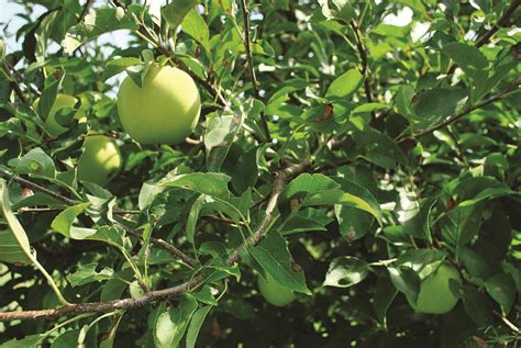 Tips For Growing Apple Trees Fine Gardening