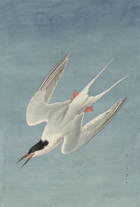 Audubon S Watercolors Pl 240 Roseate Tern Joel Oppenheimer Gallery