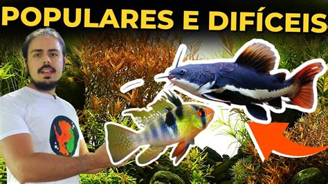 5 PEIXES POPULARES E DIFÍCEIS PARA AQUÁRIOS Mr Betta YouTube