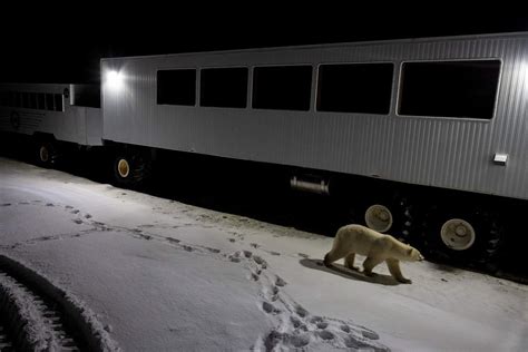 Polar Bears Live On The Edge Of The Climate Change Crisis Science