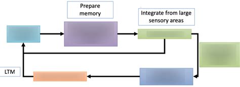 Pathway Of Learning And Memory Diagram Quizlet