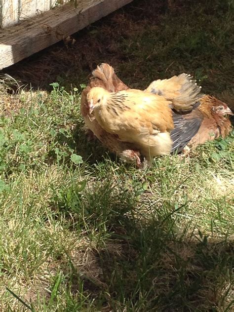 14 Week Old Buff Orpington And 7 Week Old Buff Brahma Backyard