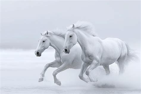 Premium Photo Two White Horses Galloping Together On A Snowcovered