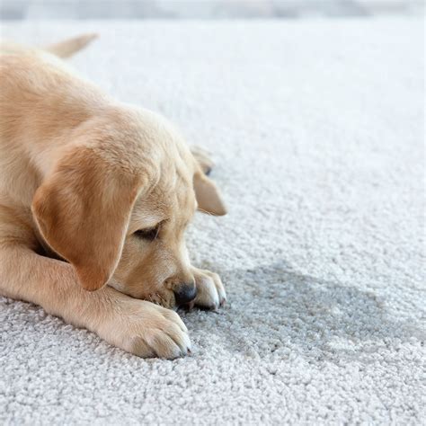 How to Clean Pet Stains on Carpet - JDog Carpet Cleaning & Floor Care