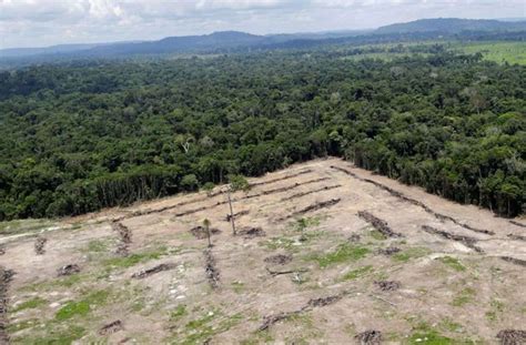 Br Sil La D Forestation Atteint Un Nouveau Record En Amazonie Le