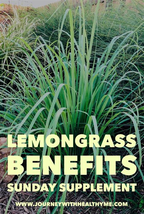 Lemongrass Benefits Journey With Healthy Me