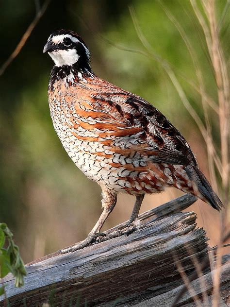 Northern Bob White Quail Photograph by Craig Elder