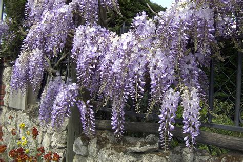 Grappe De Fleurs Wisteria Sinensis Bleu Violet C6l Bricomarché