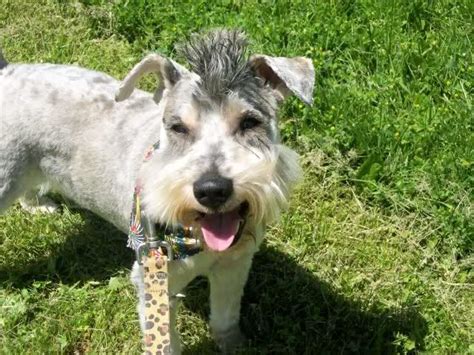 Mohawk Schnauzer | Dog pictures, Schnauzer, Animals