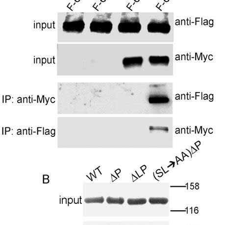 A Expression Of Wild Type Or Mutant GluA4 With Or Without