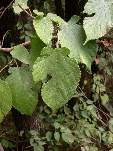 Morus Rubra Moraceae Image At Phytoimages Siu Edu