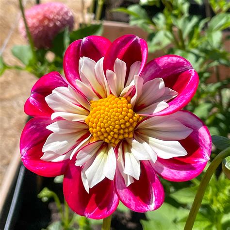 How To Grow Dahlias From Seed Growhappierplants