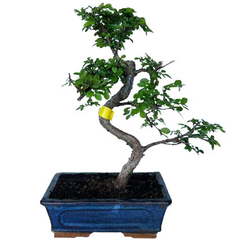 Chinese Elm Bonsai Tree 36cm - Miyagi Bonsai