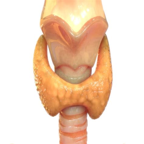 Anatomia Ghiandola Tiroide Delle Ghiandole Del Corpo Umano