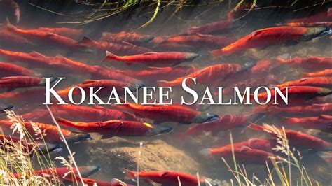 4K Kokanee Salmon Spawning In Utah Compilation Fish Wildlife Video