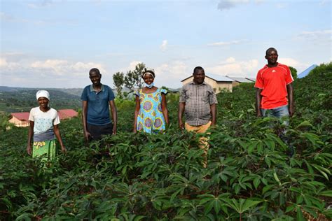 Rwandas Quality Cassava Seeds A Tale Of Three Successes Spark