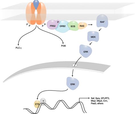 Promotion And Attenuation Of Fgf Signaling Through The Ras Mapk Pathway