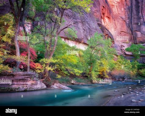 Fall Colors Along Virgin River Zion National Park Utah Stock Photo