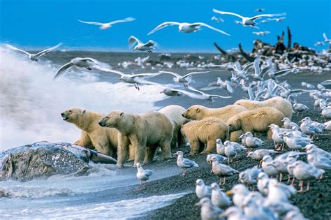 Top Shot Arctic Feeding Frenzy Top Shot Editors Spotlight