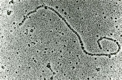 Real Dna Strand Under Microscope