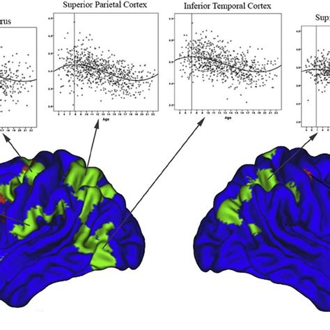 Pdf Trajectories Of Cortical Thickness Maturation In Normal Brain