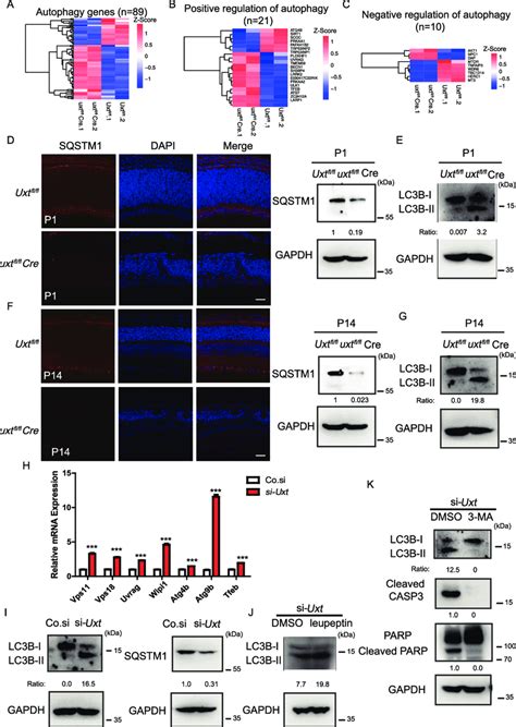 The Retinas Of Uxt Cko Mice Show Enhanced Autophagic Flux A B And C