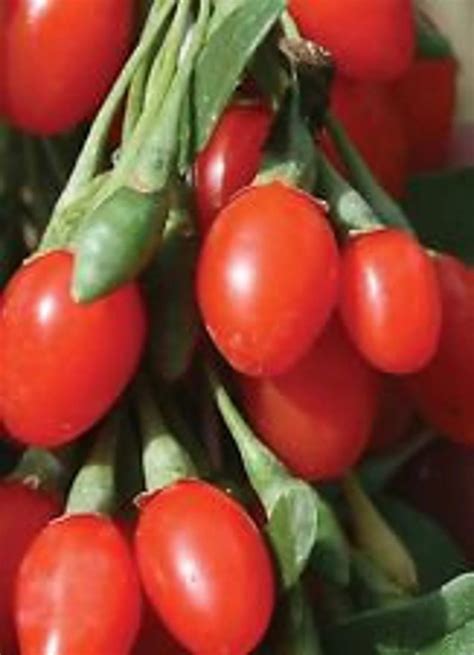 Grow Goji Berry Plants – Healthy Harvesters