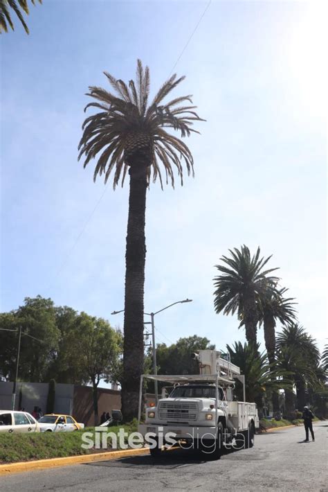 Derribarán palmera de avenida Revolución por hongo fitoplasma