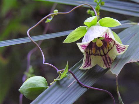 Plant of the Day: Plant of the day is: Codonopsis lanceolata or bonnet ...