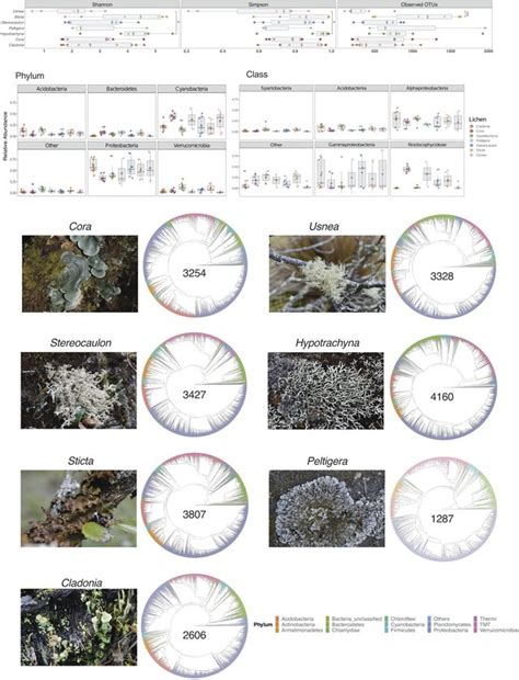 Lichens Microbiome Maria Alejandra Sierra 2 Updates Research Project