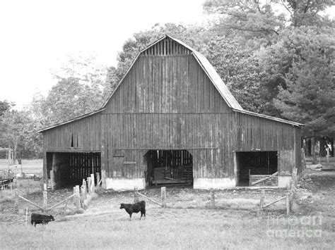 Barn And Cows Photograph By Connie Mueller Fine Art America