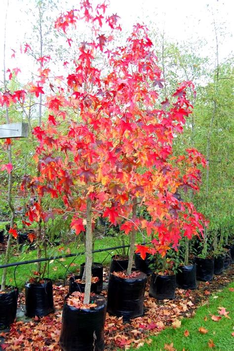 Liquidambar Styraciflua Sweet Gum Pb95 Greenleaf Nurseries