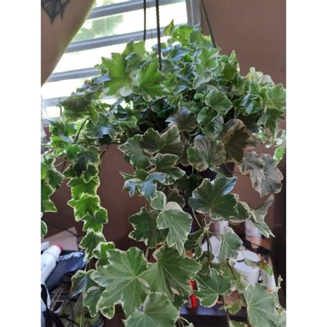 Jual Tanaman Hias English Ivy Variegata Shopee Indonesia