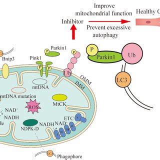 Three mechanisms of mitophagy and the ways they intervene in treating ...