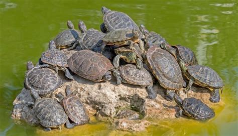 13 Types Of Semi Aquatic Turtles - All Turtles