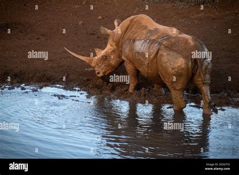 Wild White Rhino in South Africa Stock Photo - Alamy