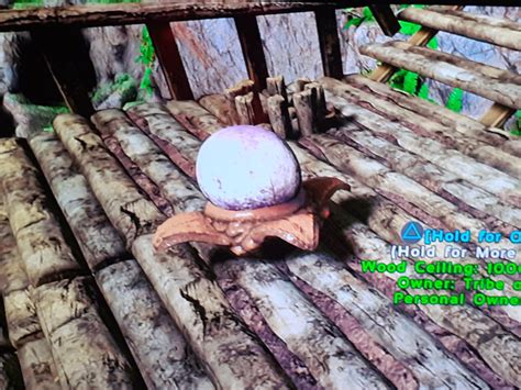 Thats So Cool I Didint Know Spider Had This Unique Of A Egg Rark