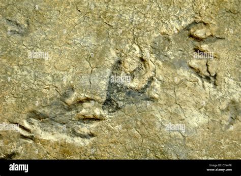 Plateosaurus Dinosaur Fossilized Footprints Footprint Or Tracks From