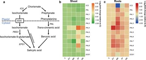 Effects Of Belowground And Aboveground Insect Herbivory On Salicylic