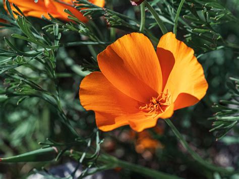 California Poppy Eschscholzia Californica Hawaii Pharm