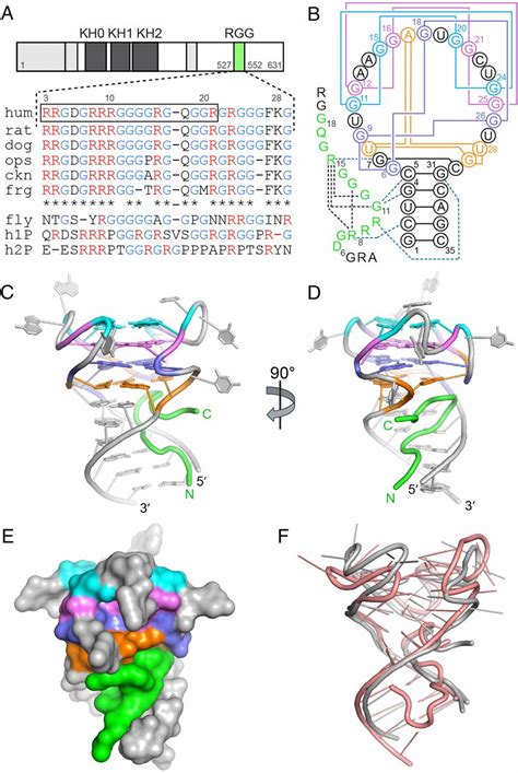 Crystal Structure Reveals Specific Recognition Of A G Quadruplex Rna By