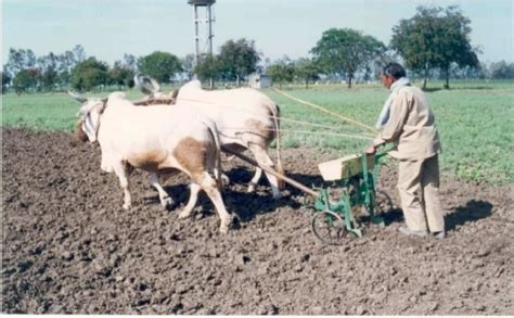 Seed Drill 3 Row Manual Hand Operated Seed Drill For Sowing Seed