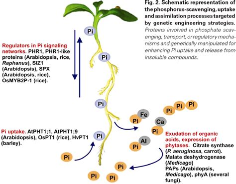 Figure 2 From Biotechnology Of Nutrient Uptake And Assimilation In