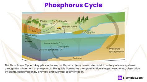 Phosphorus Cycle Definition Steps Importance Faqs